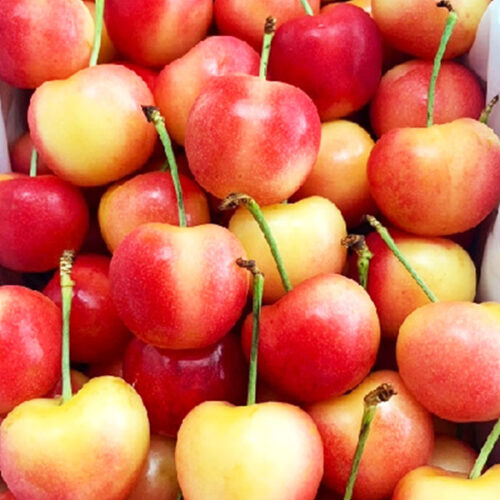 加州瑞尼爾白櫻桃-01