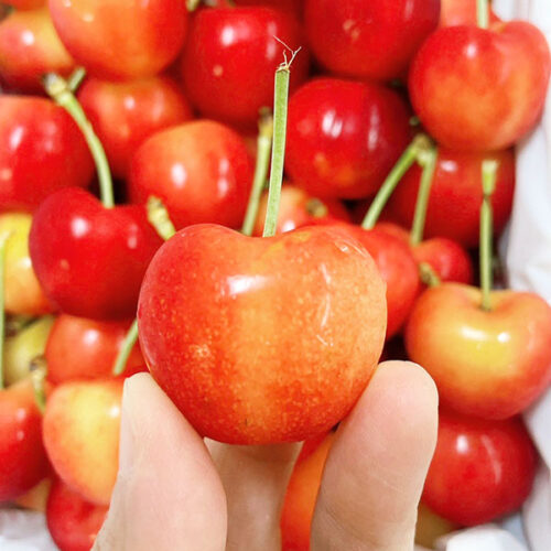 加州瑞尼爾白櫻桃-02