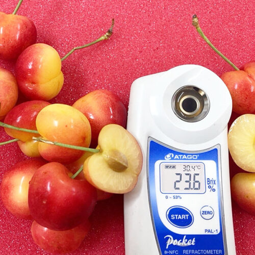 加州瑞尼爾白櫻桃-04