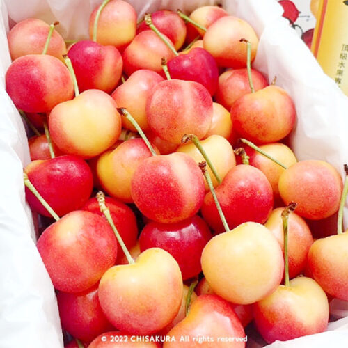 加州瑞尼爾白櫻桃-06