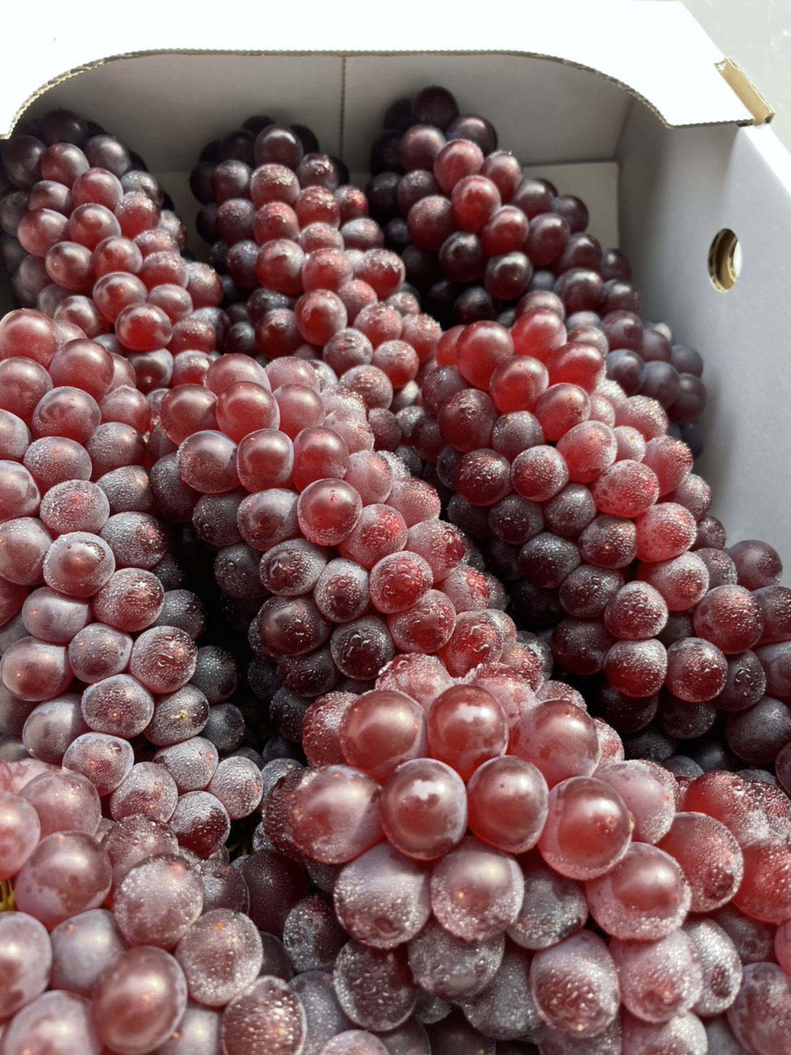 葡萄 島根珍珠葡萄- 千櫻頂級水果禮盒專門店